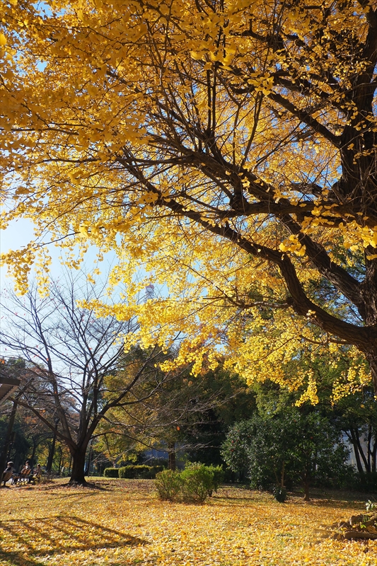1018_芝公園_東京