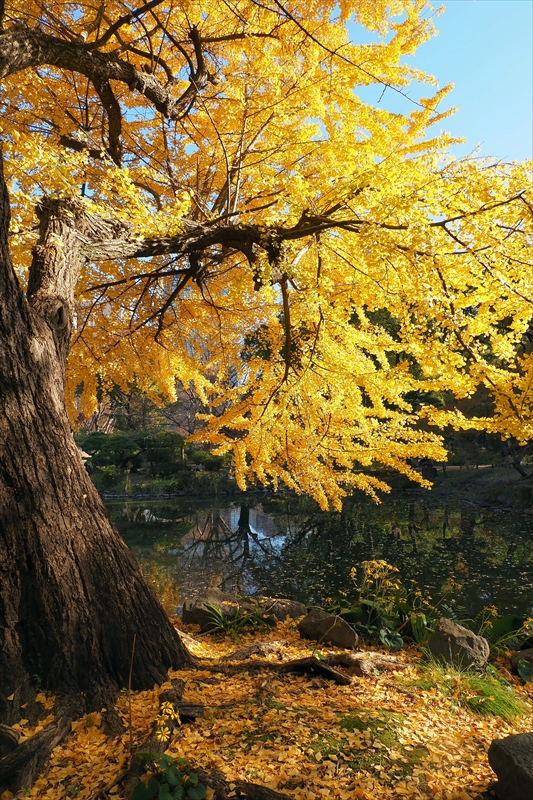 1046_日比谷公園_東京