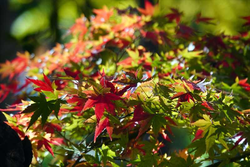 1191_横浜市新羽町_神奈川