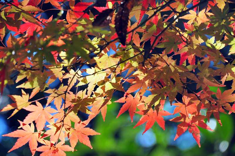 1193_横浜市新羽町_神奈川