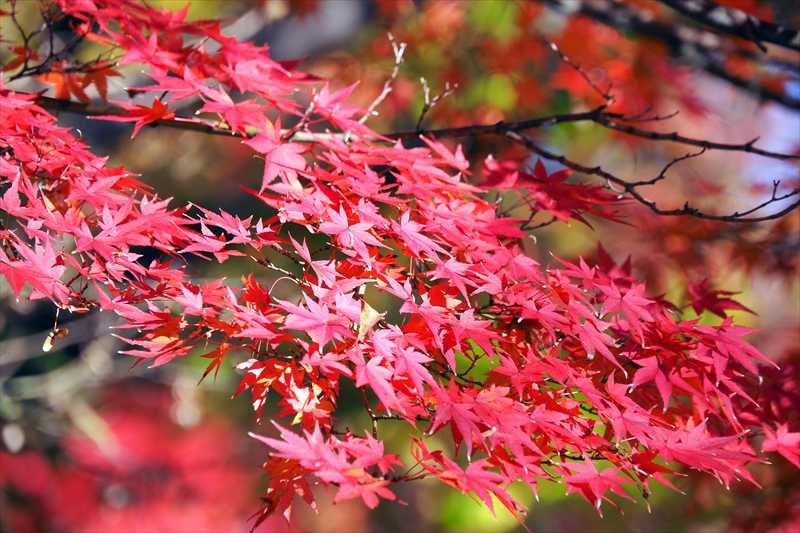 1071_游愁の美_日本