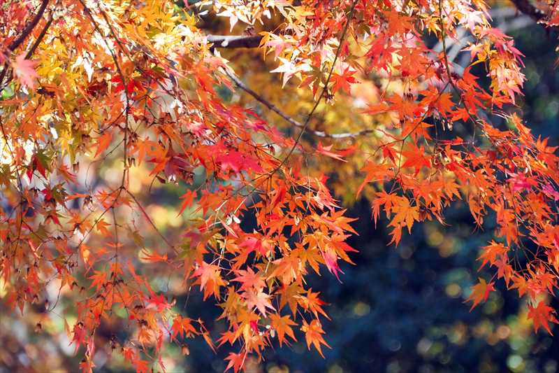 1077_游愁の美_日本