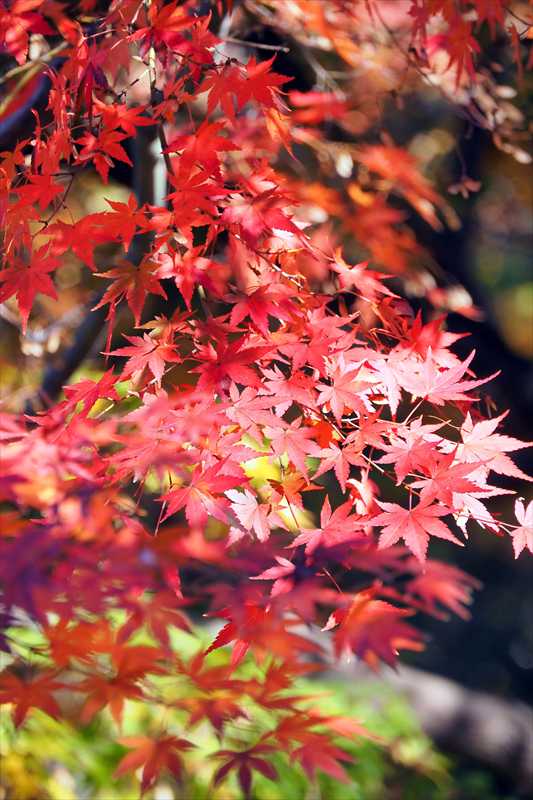 1078_游愁の美_日本