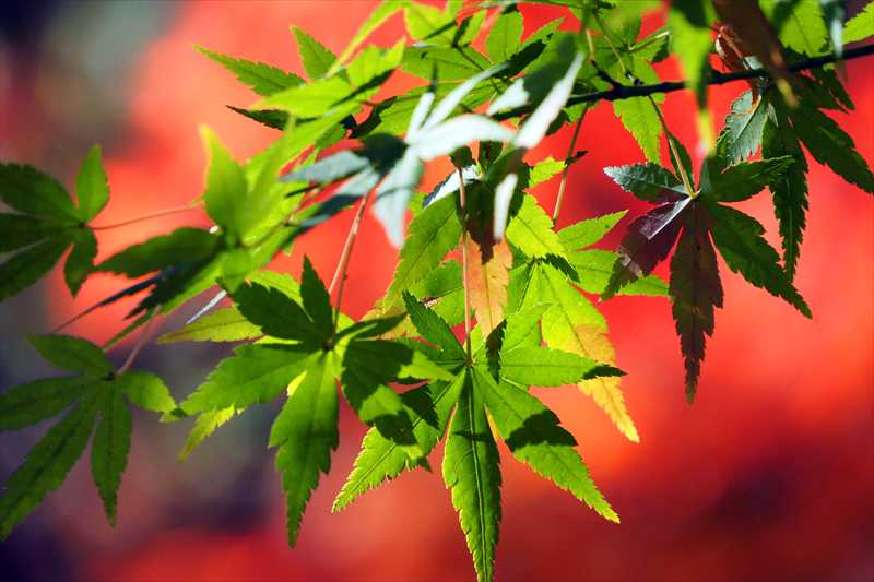 1198_横浜市新羽町_神奈川