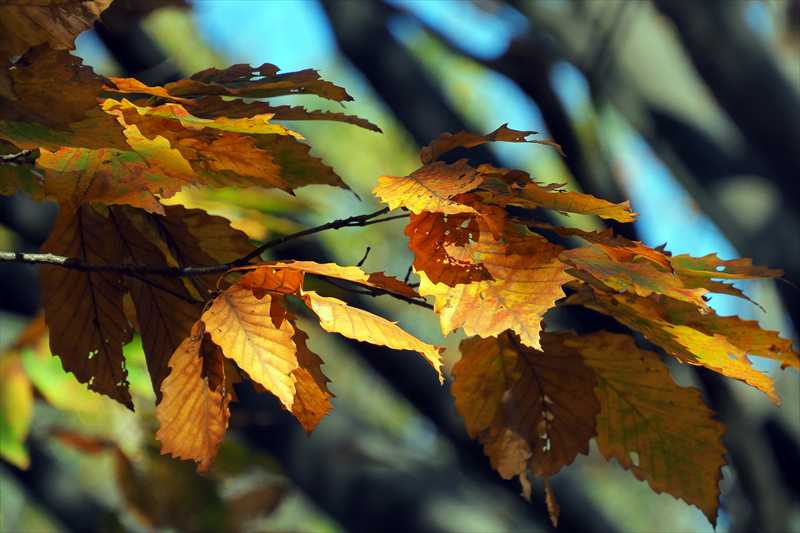 1084_游愁の美_日本