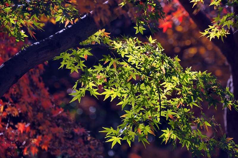 1204_横浜市新羽町_神奈川