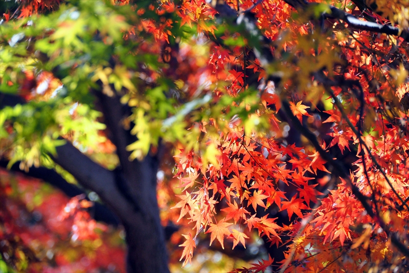 1205_横浜市新羽町_神奈川