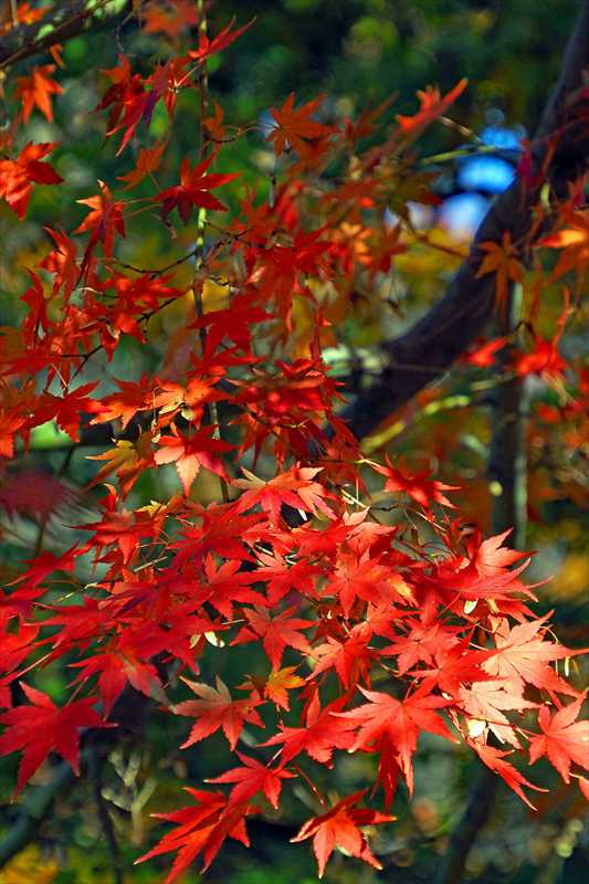 1090_游愁の美_日本