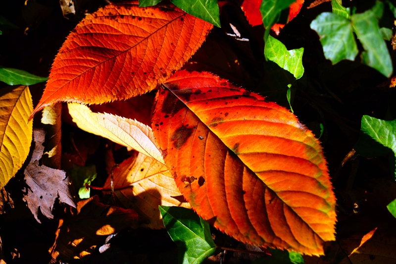 1209_横浜市新羽町_神奈川