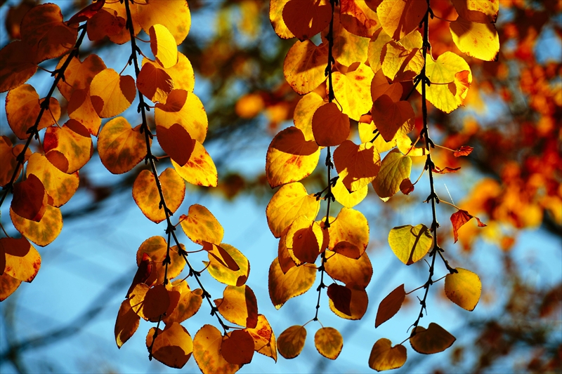 1214_横浜市新羽町_神奈川