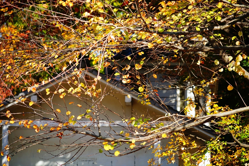 1216_横浜市新羽町_神奈川