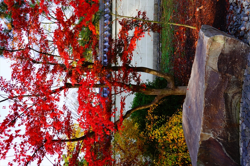 1040_洛中 京都御苑_京都