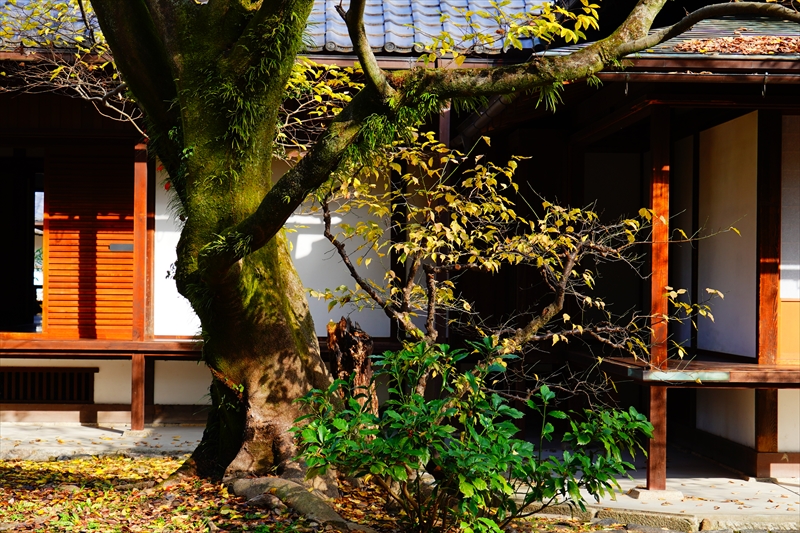 1047_洛中 京都御苑_京都