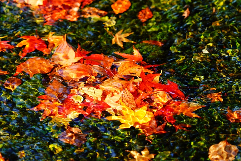 1048_洛中 京都御苑_京都