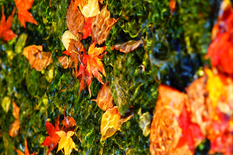 1049_洛中 京都御苑_京都