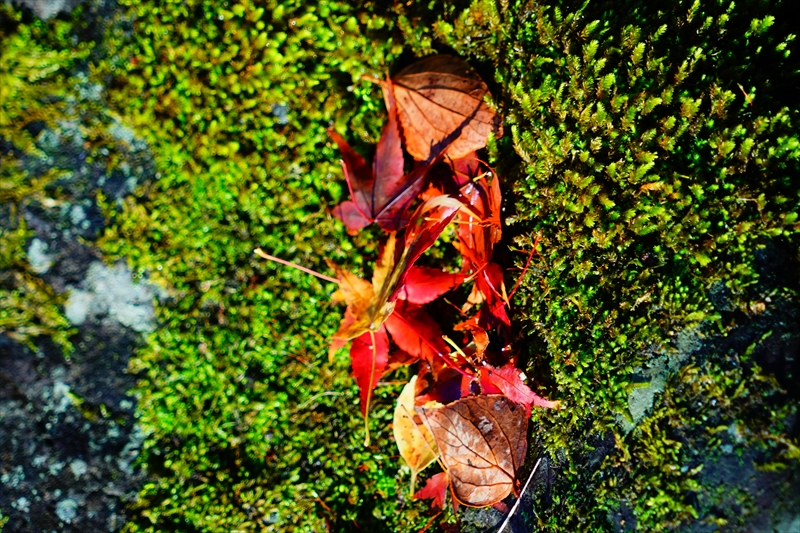 1050_洛中 京都御苑_京都