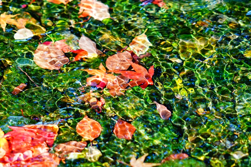 1053_洛中 京都御苑_京都