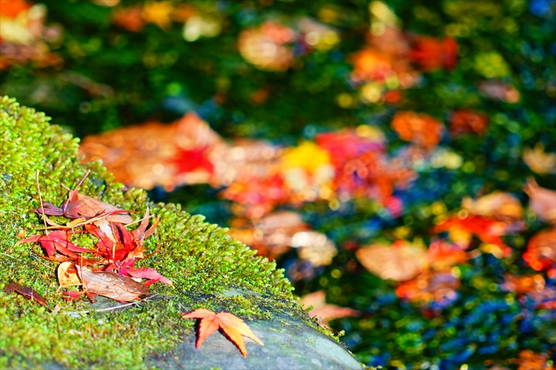 1054_洛中 京都御苑_京都