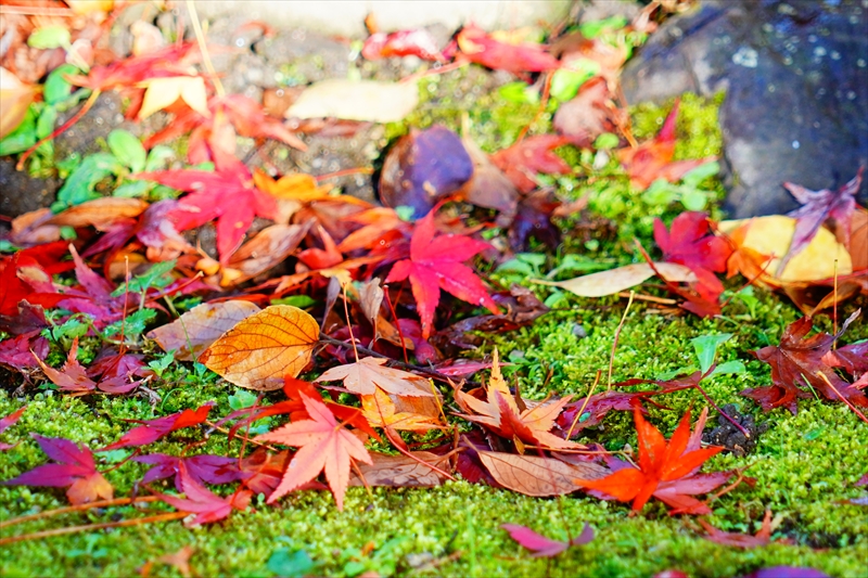 1055_洛中 京都御苑_京都