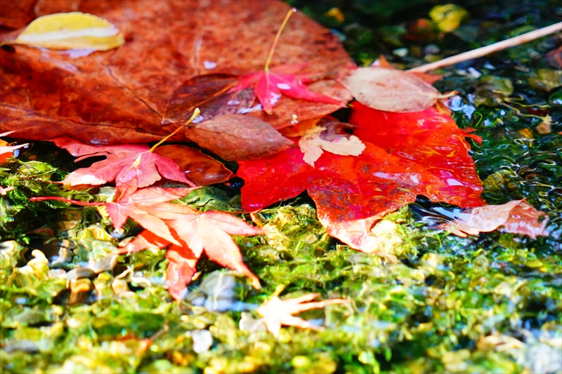 1059_洛中 京都御苑_京都