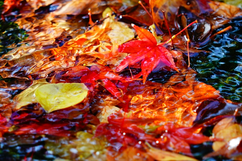 1060_洛中 京都御苑_京都