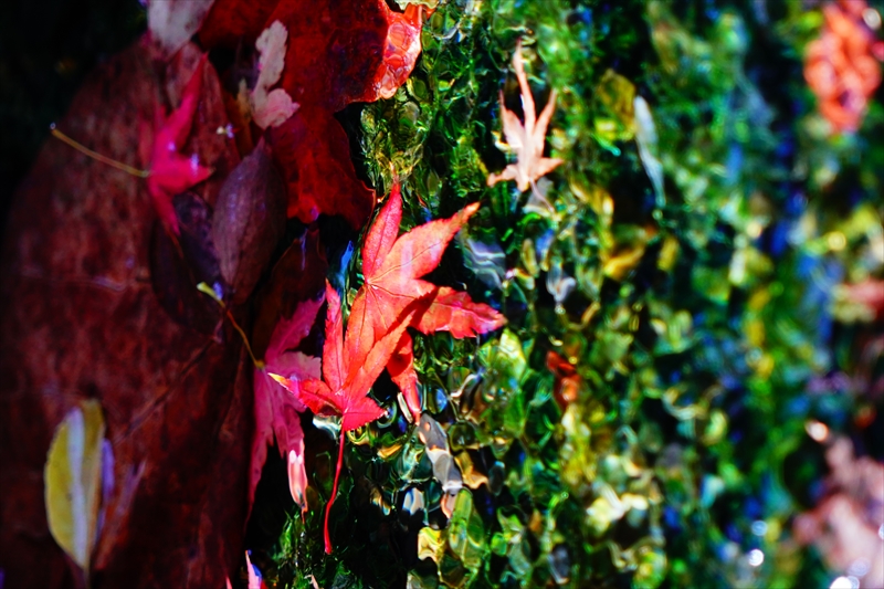 1061_洛中 京都御苑_京都