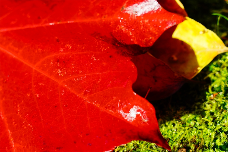 1063_洛中 京都御苑_京都