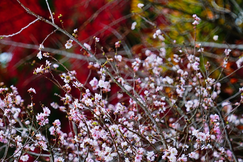 1067_洛中 京都御苑_京都