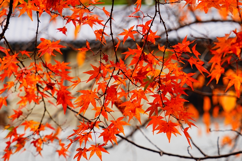 1070_洛中 京都御苑_京都