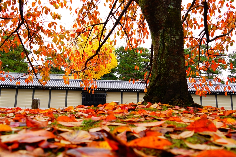 1071_洛中 京都御苑_京都