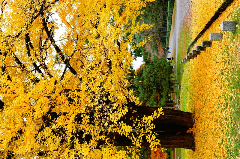 1072_洛中 京都御苑_京都