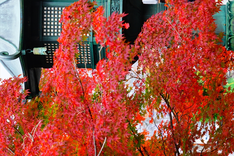 1223_洛東 真正極楽寺 (真如堂)_京都