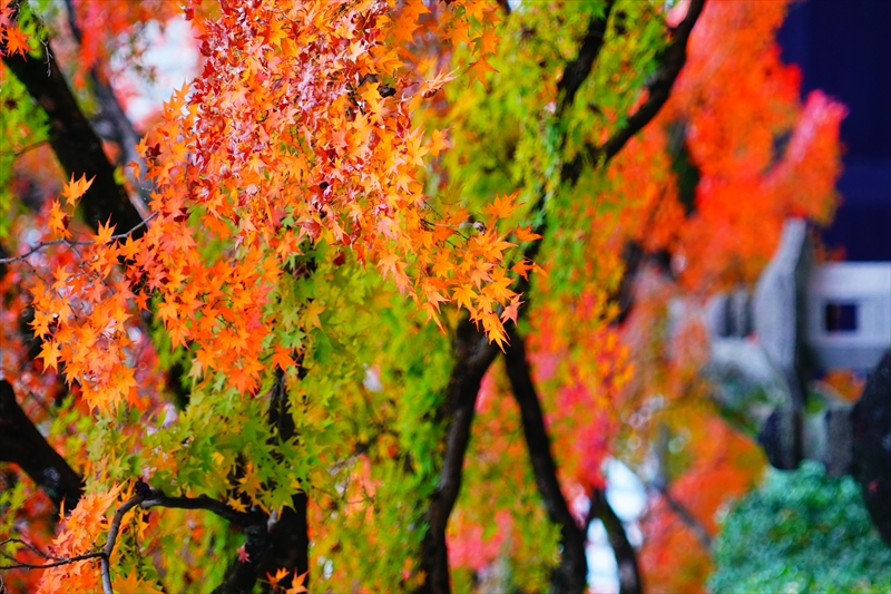 1225_洛東 真正極楽寺 (真如堂)_京都