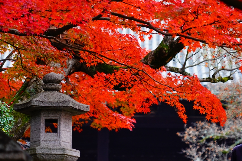 1226_洛東 真正極楽寺 (真如堂)_京都