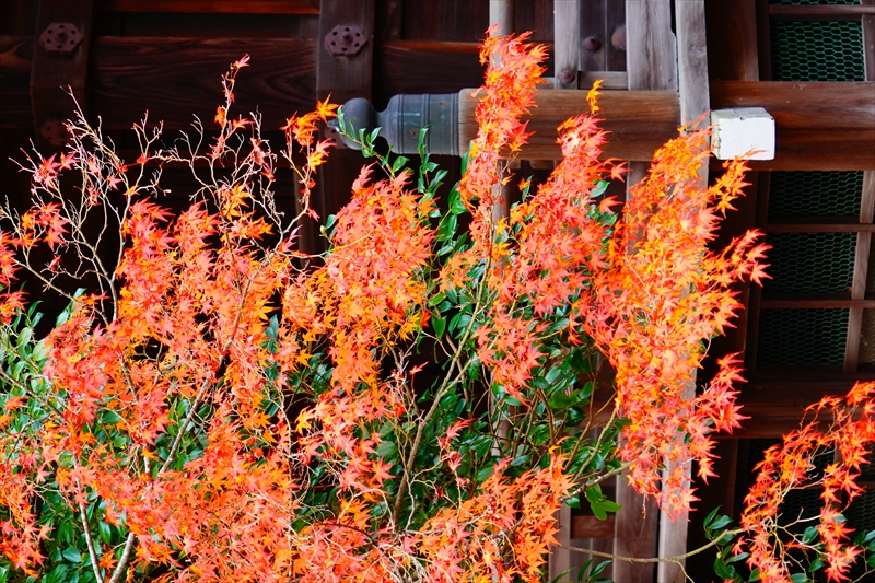 1229_洛東 真正極楽寺 (真如堂)_京都