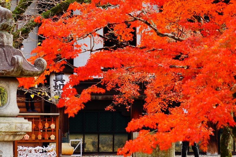 1231_洛東 真正極楽寺 (真如堂)_京都