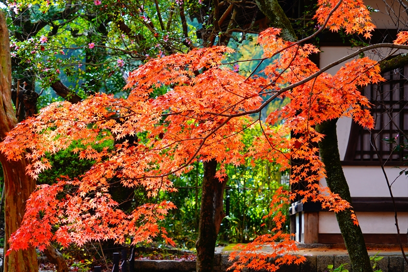 1233_洛東 真正極楽寺 (真如堂)_京都