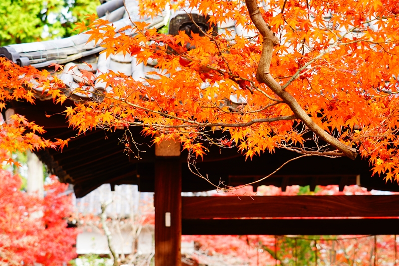 1234_洛東 真正極楽寺 (真如堂)_京都