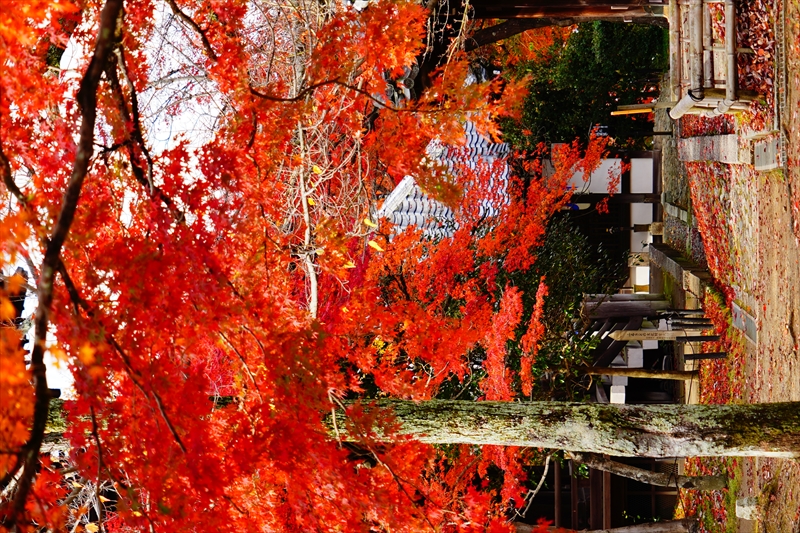 1236_洛東 真正極楽寺 (真如堂)_京都