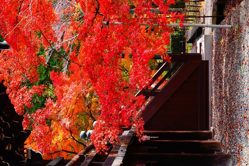 1237_洛東 真正極楽寺 (真如堂)_京都
