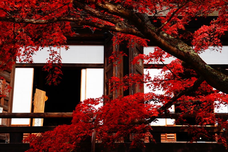 1238_洛東 真正極楽寺 (真如堂)_京都