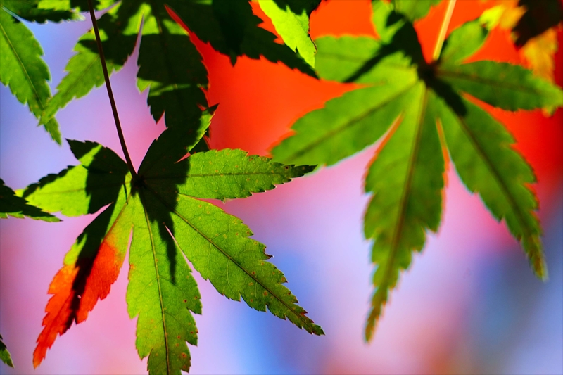 1226_横浜市新羽町_神奈川