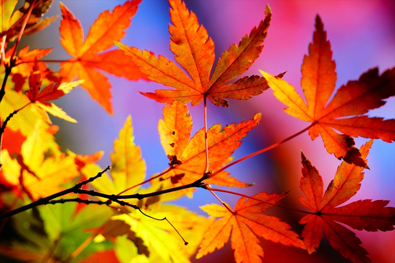 1227_横浜市新羽町_神奈川