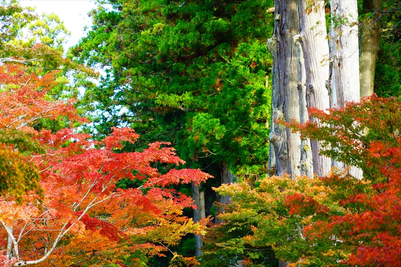 1017_法多山尊永寺_静岡