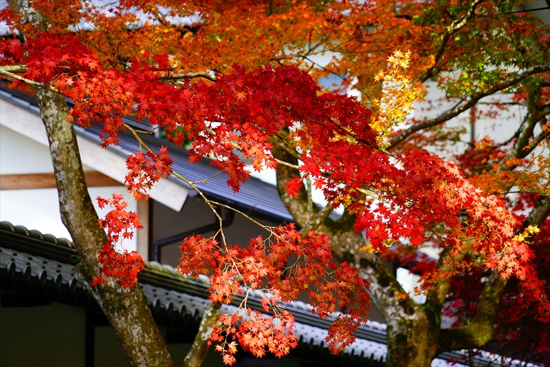 1019_法多山尊永寺_静岡
