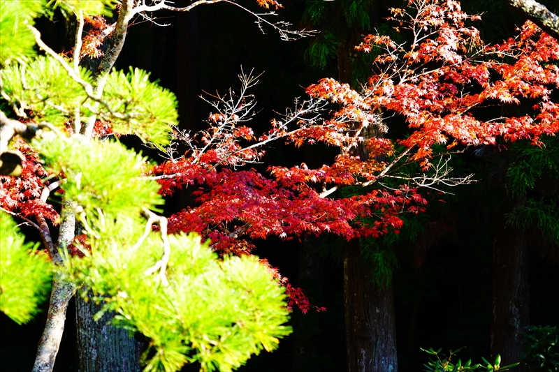 1038_法多山尊永寺_静岡