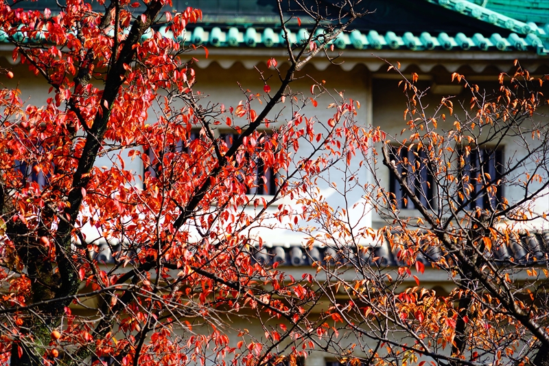 1026_名古屋城_愛知