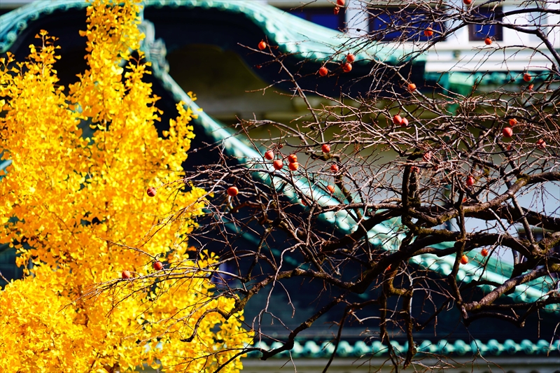 1029_名古屋城_愛知