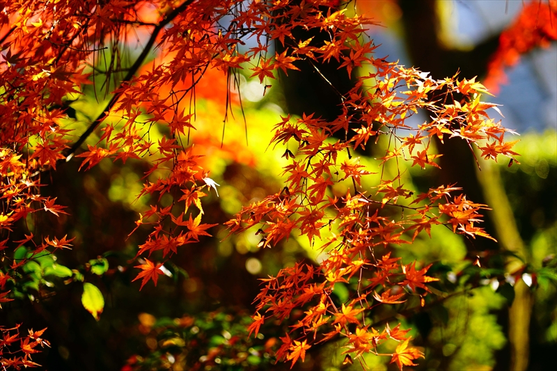 1032_名古屋城_愛知