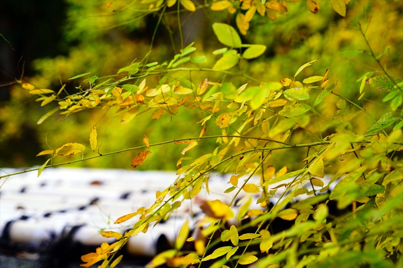 1077_洛中 京都御苑_京都